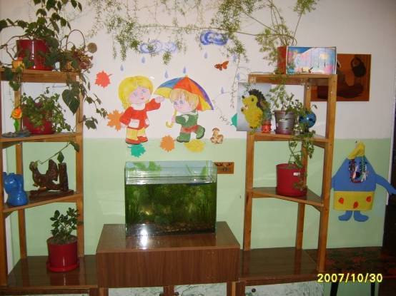 Организация уголка природы в детских садах по ФГОС