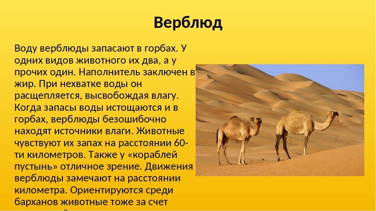 Презентация города пустыни 4 класс. Про верблюда для детей информация. Верблюд для детей. Зачем верблюду горб. Интересные факты о животных пустыни.