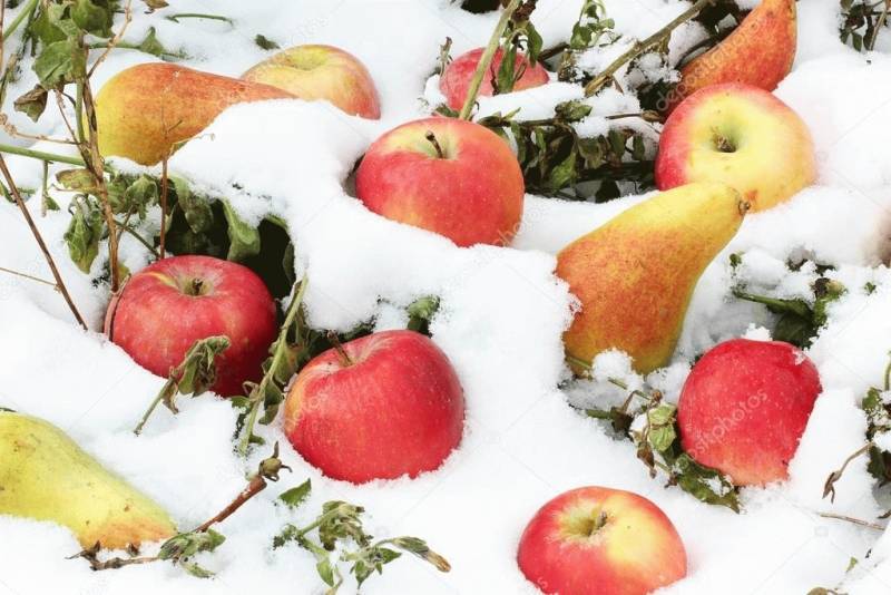 Какие фрукты и овощи стоит заготовить на зиму уже сейчас?