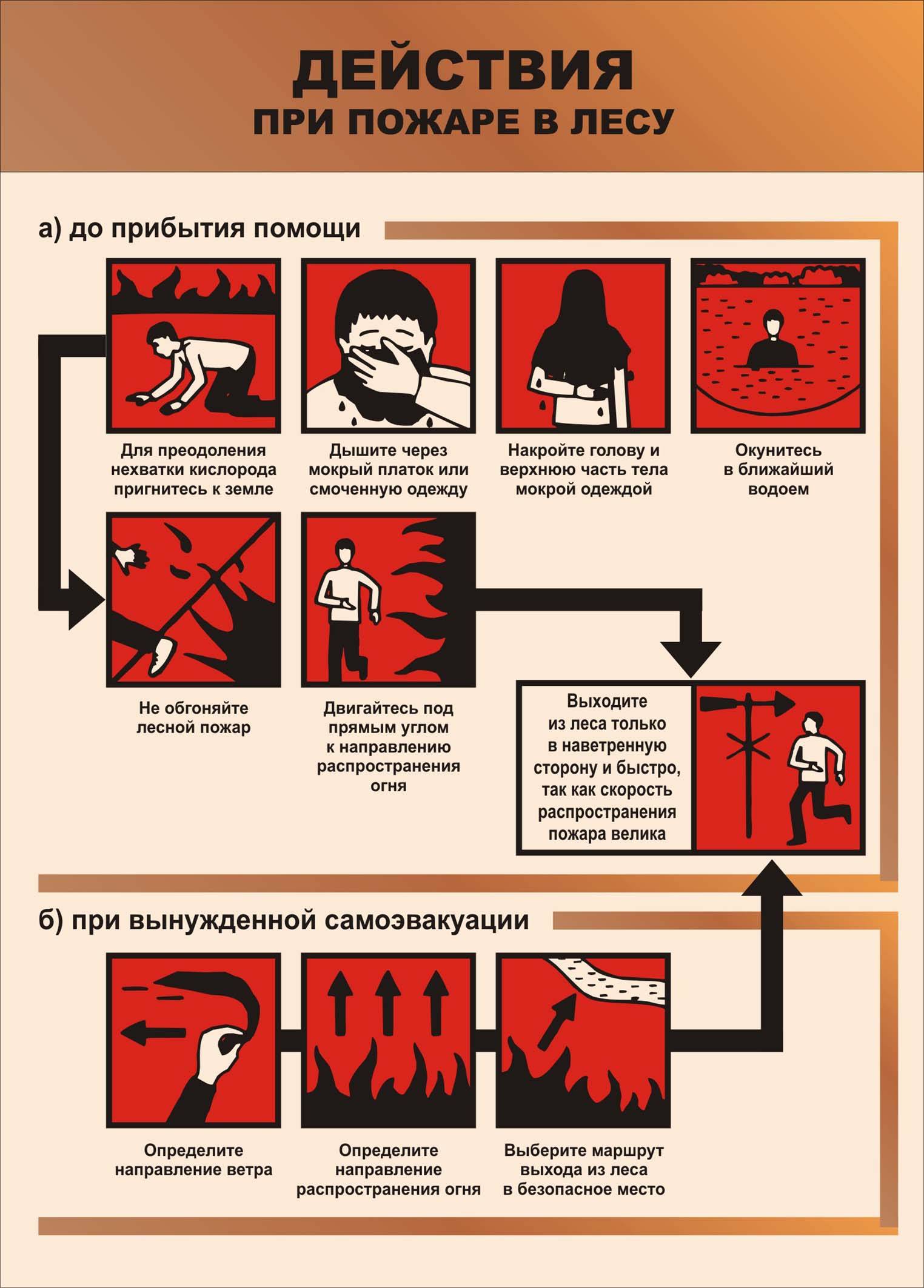 Правила поведения при лесном пожаре: как вести себя человеку при пожаре в лесу