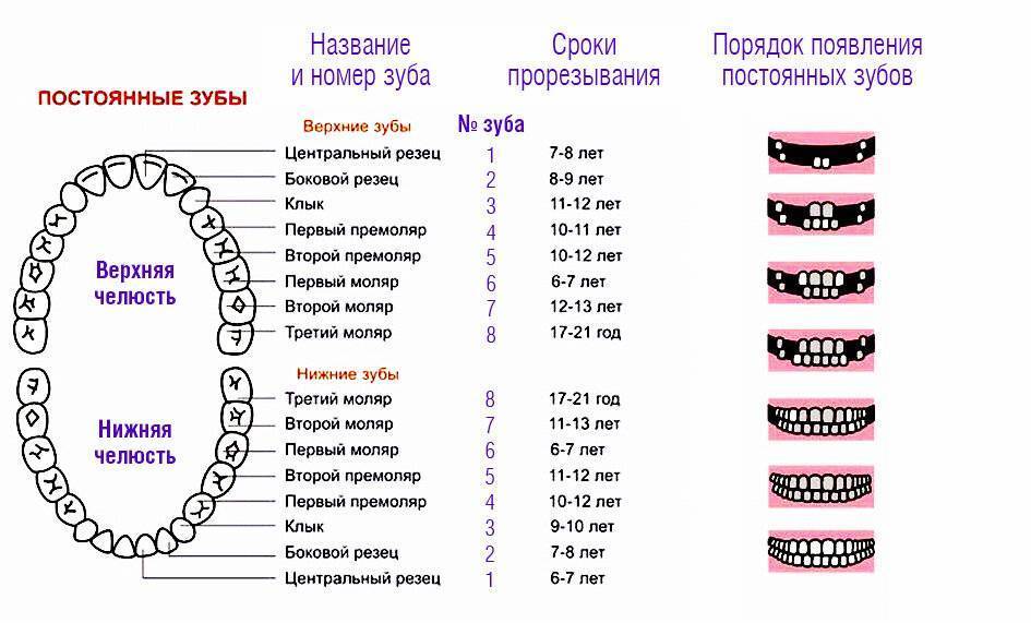 Как отличить молочный зуб от коренного - классификация зубов