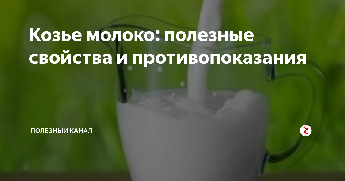 Козье молоко: полезные свойства, противопоказания и вред для пожилых и взрослых