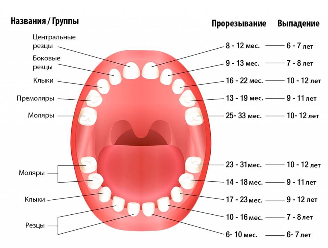 Когда выпадают молочные зубы - стоматологическая клиника доктора лапченко - блог