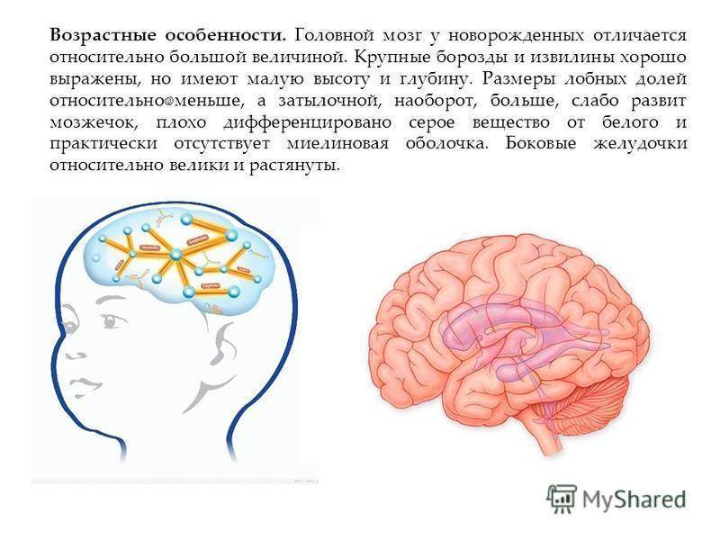Головной мозг ребенка. Особенности головного мозга. Возрастные особенности головного мозга у детей.