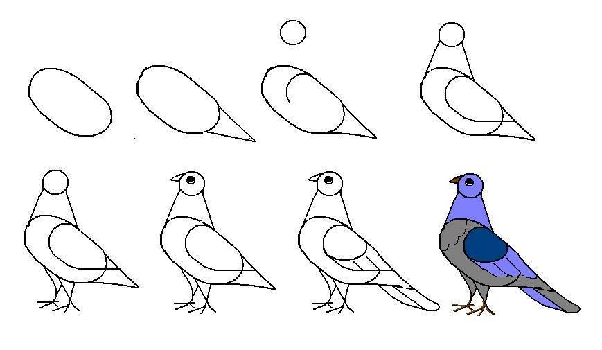 Красивая птичка: рисование в средней группе карандашом и красками, образец поэтапно