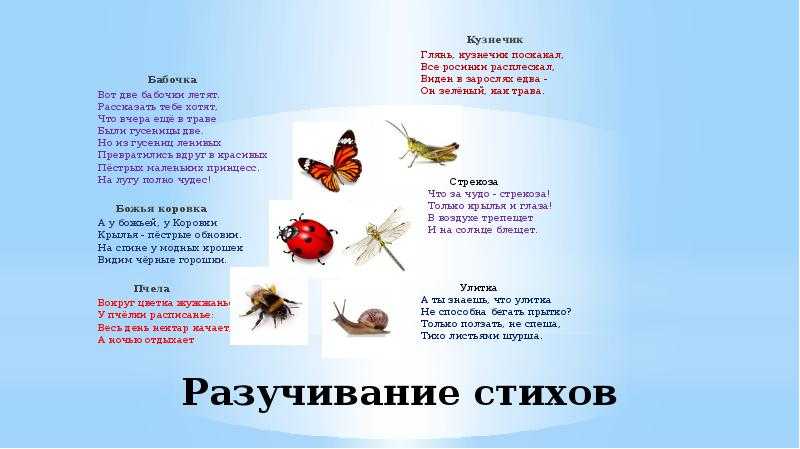 Обзор. книги про насекомых для детей