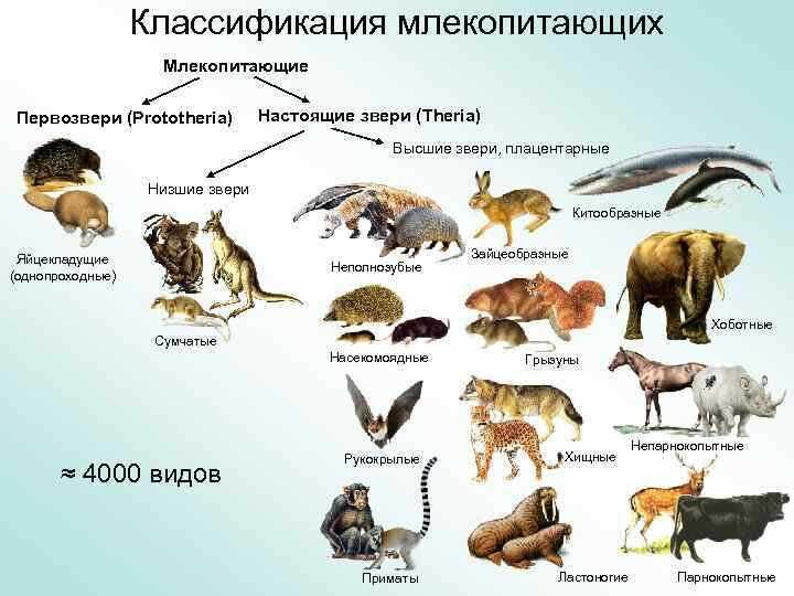 Млекопитающие животные. это интересно.