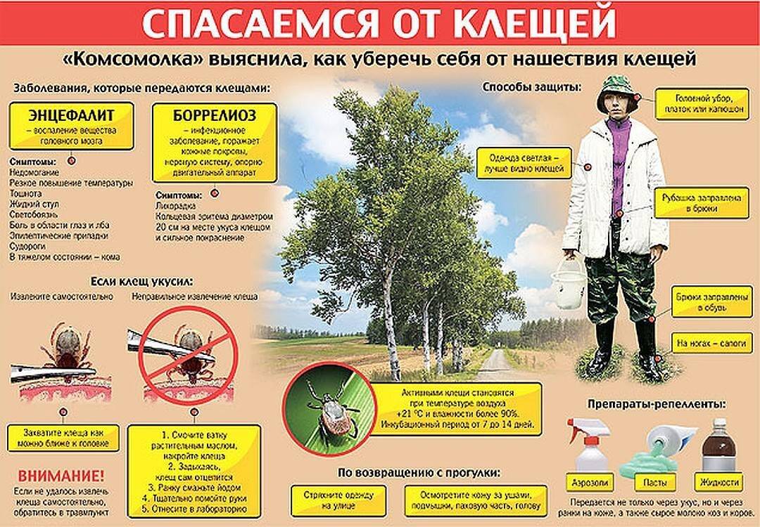 Народные средства от клещей: как защититься от них с помощью ванилина, дегтя, растений и других методов