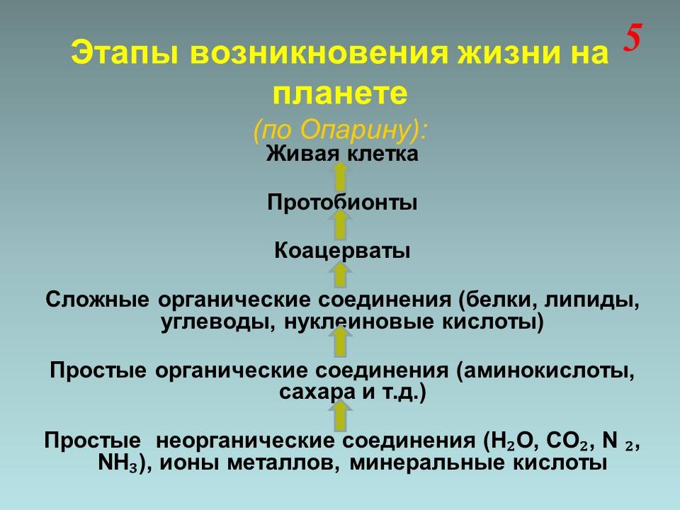 Развитие жизни на земле – как это происходило? этапы возникновения и существование жизни на земле.