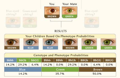 Какие глаза будут у ребенка — таблица вероятностей