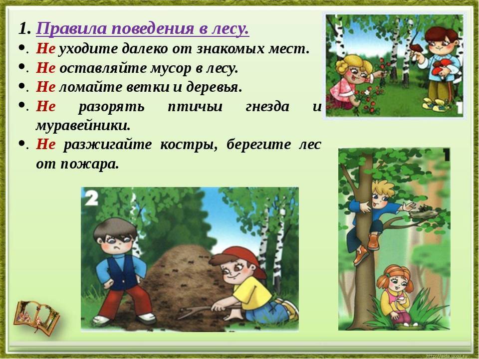 Правила поведения в лесу для детей: рекомендации «лизы алерт»