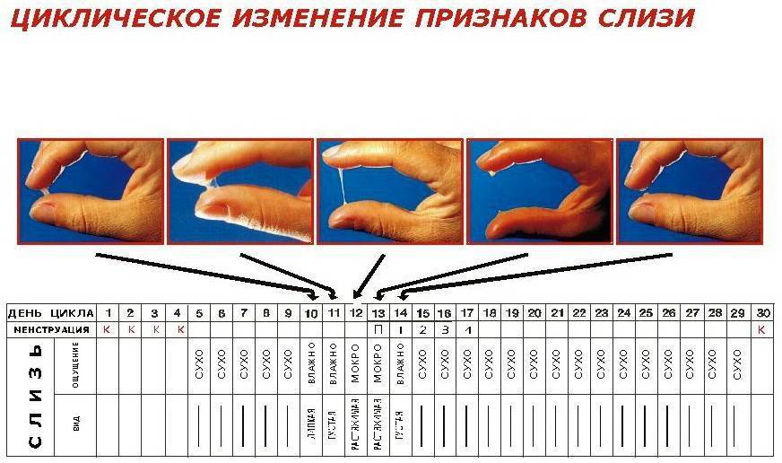 Нормальные выделения при беременности 1 триместр с картинками