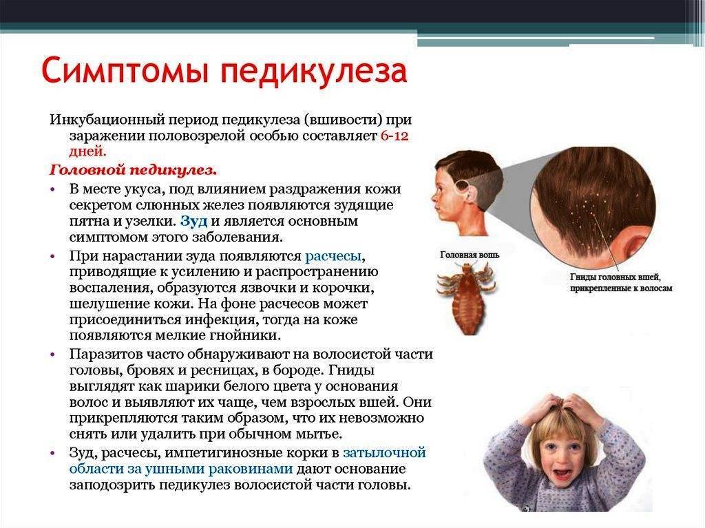 Педикулёз у детей – откуда берётся и как бороться с этой напастью — domovod.guru