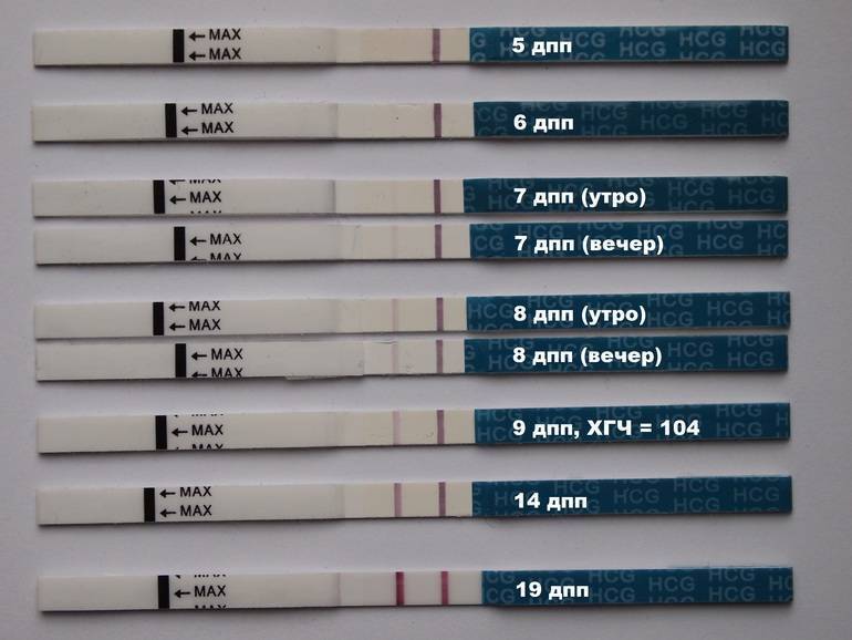 Тесты на беременность после подсадки эмбриона. Тест на беременность 5 дней после подсадки. Тесты на беременность после переноса эмбрионов 5. Тест на беременность на 7 день после переноса эмбрионов. Тест на беременность после криопереноса 5.