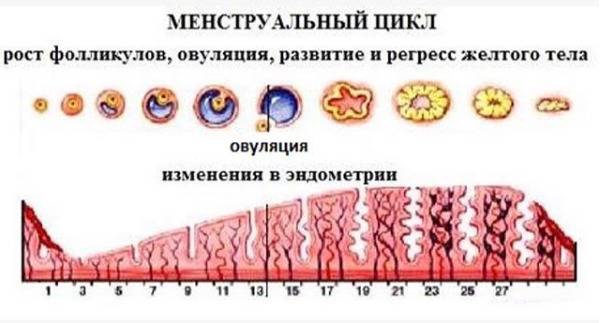 Размер фолликула при овуляции: физиология, размеры, наиболее частые вопросы - pro-md.ru