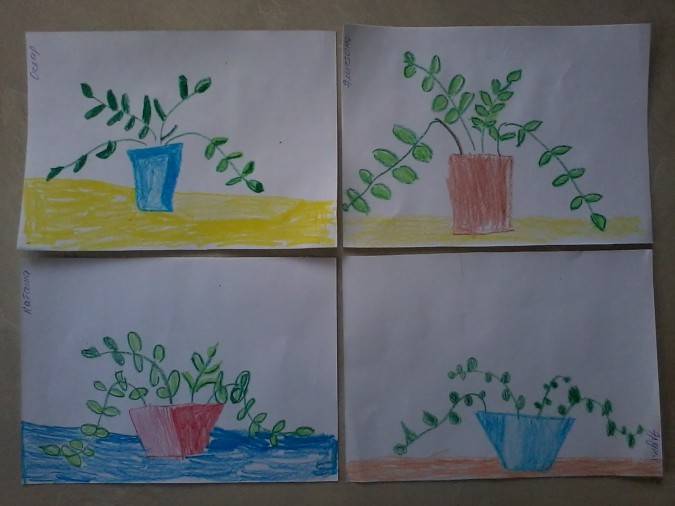 Рисование с натуры комнатных растений. занятие «кактус»