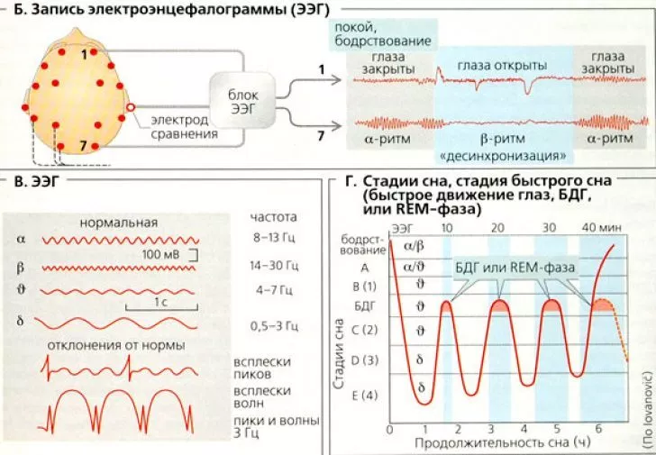 Бодрствование и сон схема