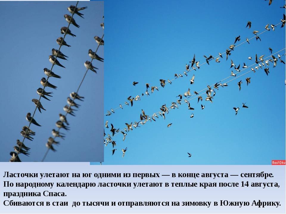 Опустели поля и луга и потянулись в осеннем небе косяки журавлей уток гусей схема предложения