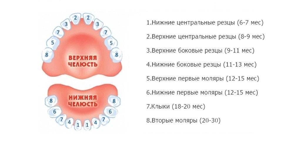 Прорезывание молочных зубов - что делать при выпадение зубов у детей