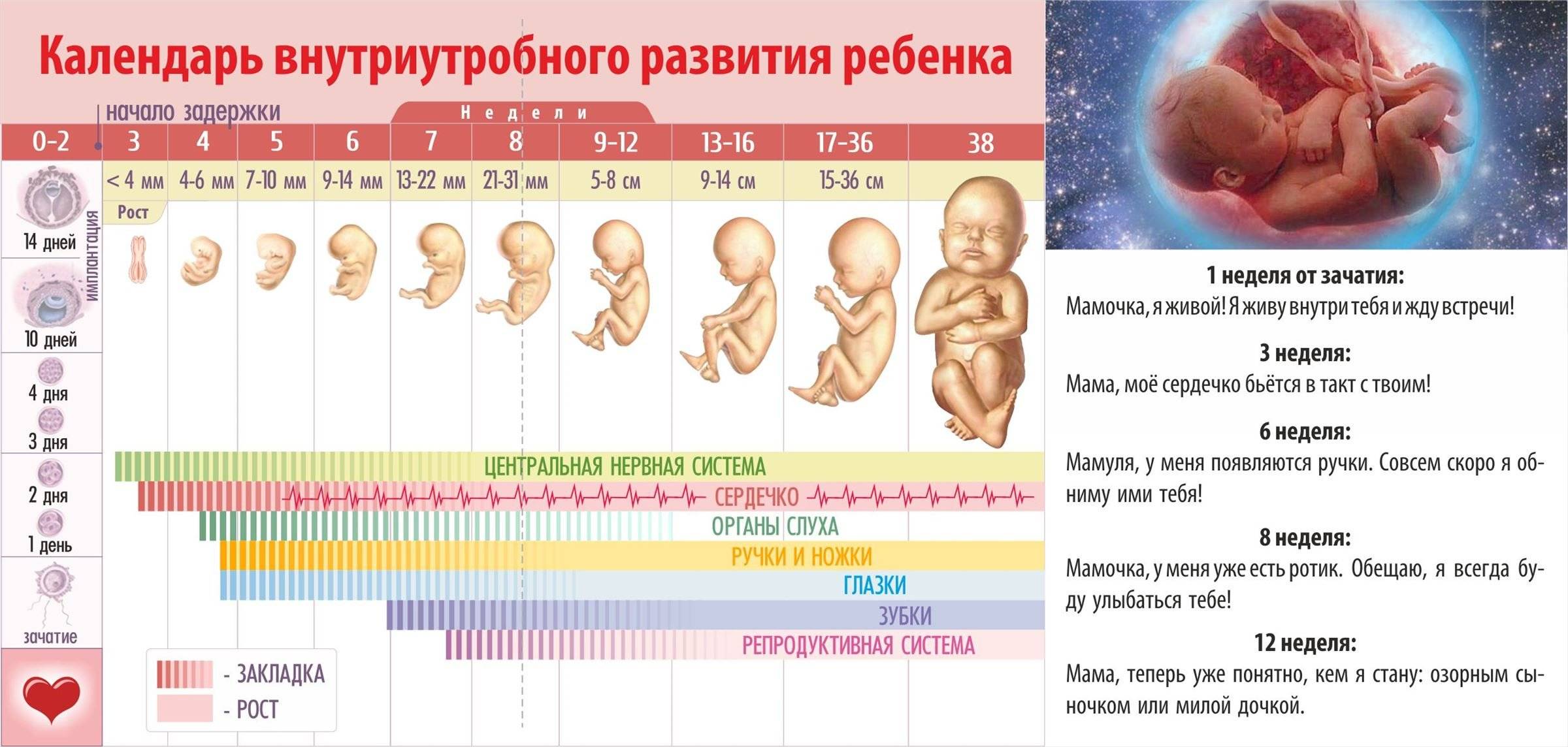 Развитие ребенка по неделям беременности — что происходит с эмбрионом | планирование беременности