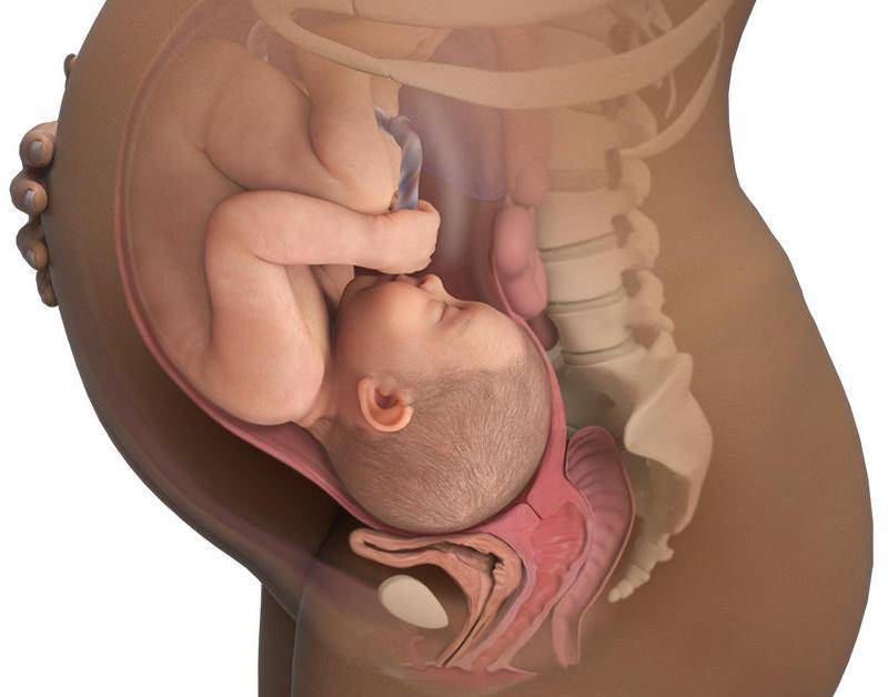 40 недель предвестники. Расположение малыша на 36 неделе беременности. Живот при беременности на 31 неделе. Ребенок в утробе на 33 неделе беременности.