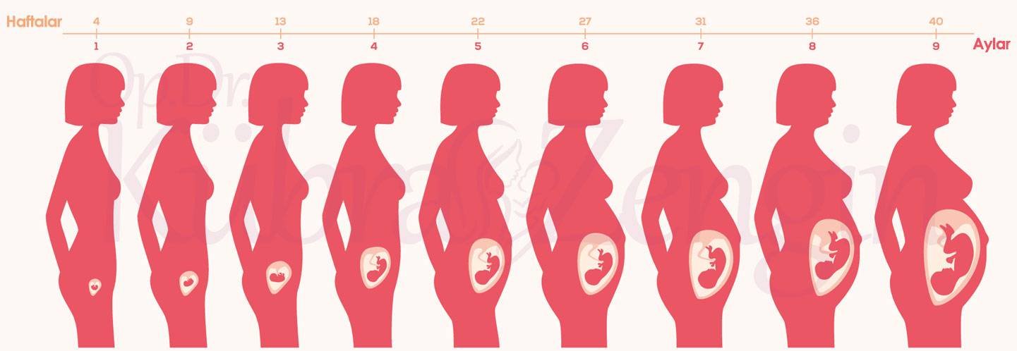 Второй месяц беременности - признаки, ощущения, анализы, развитие плода | nutrilak