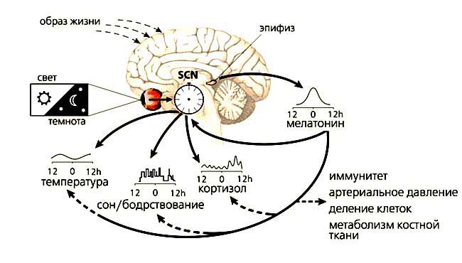 Биологические ритмы человека: влияние на здоровье и долголетие