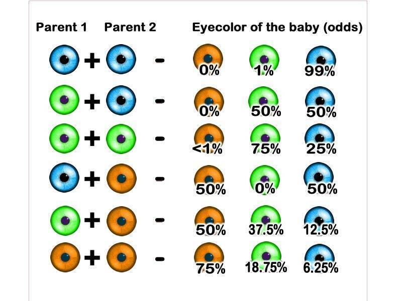 Какой цвет глаз будет у ребенка: таблица