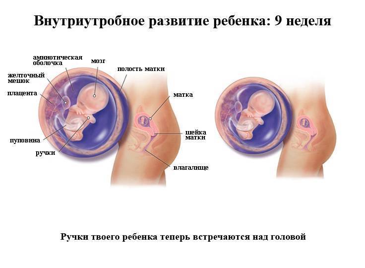 7-8 недель беременности