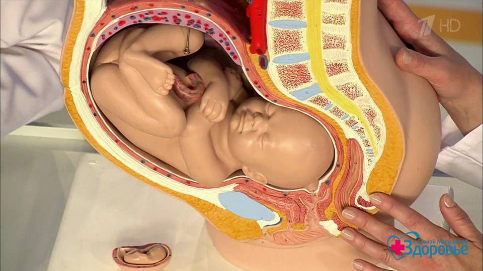 36 неделя беременности: что происходит с мамой и малышом, можно ли рожать на этом сроке?