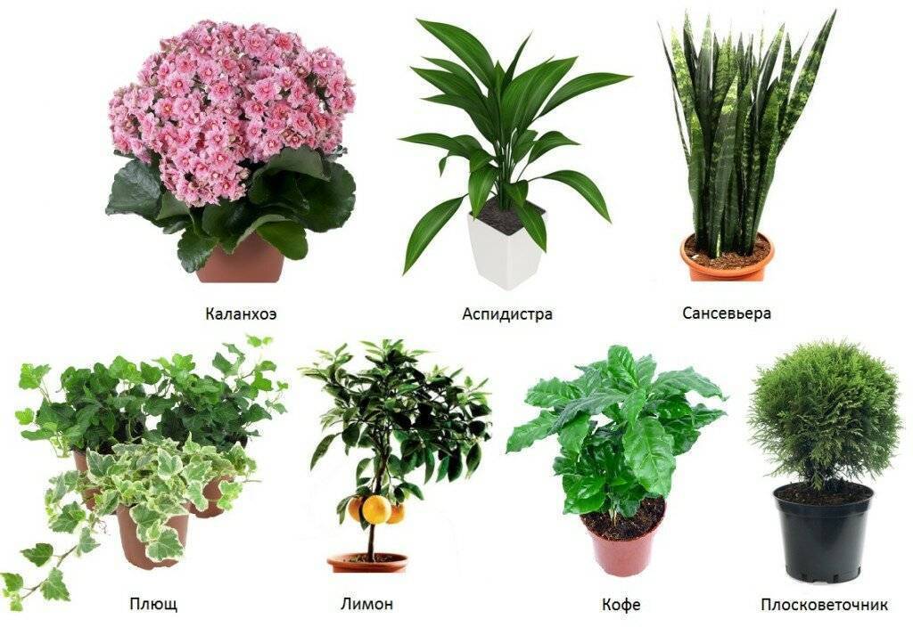 Какие цветы поставить в детскую комнату, полезные и вредные растения