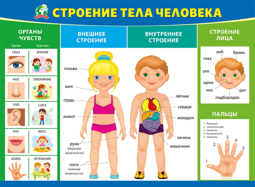 Части тела человека (окружающий мир, 2 класс): строение и основные функции органов