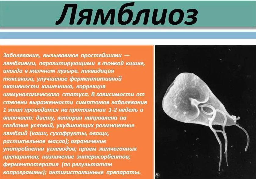 Глисты у ребёнка: признаки, диагностика и лечение – сеть клиник ниармедик