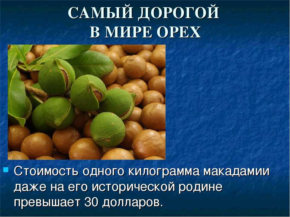 Орех макадамия — полезные свойства и противопоказания, как употреблять и хранить