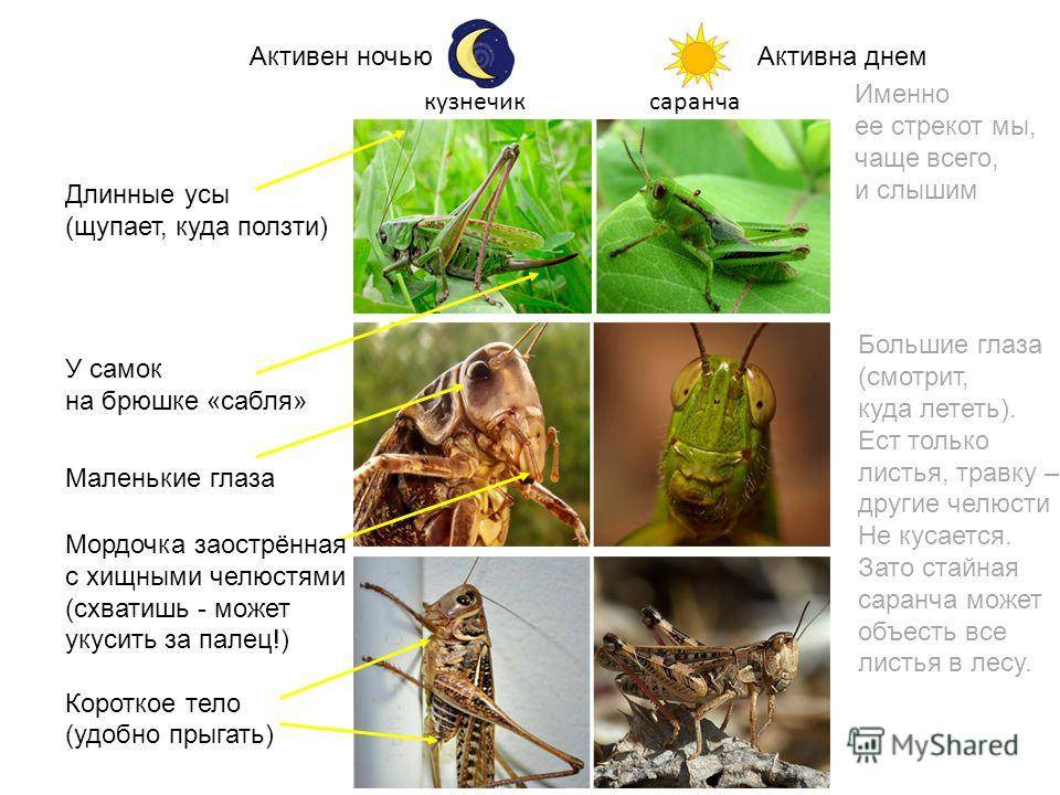 Кузнечик против саранчи: 6 основных отличий, которые их выделяют