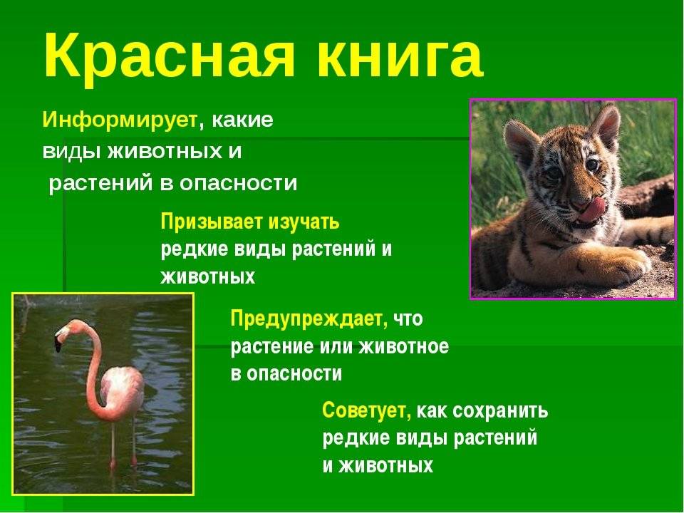 Подробное описание с фото всех животных, включенных в красную книгу россии