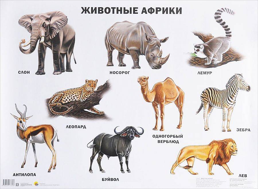 Животные африки для детей: природа жаркой страны в картинках и рассказах