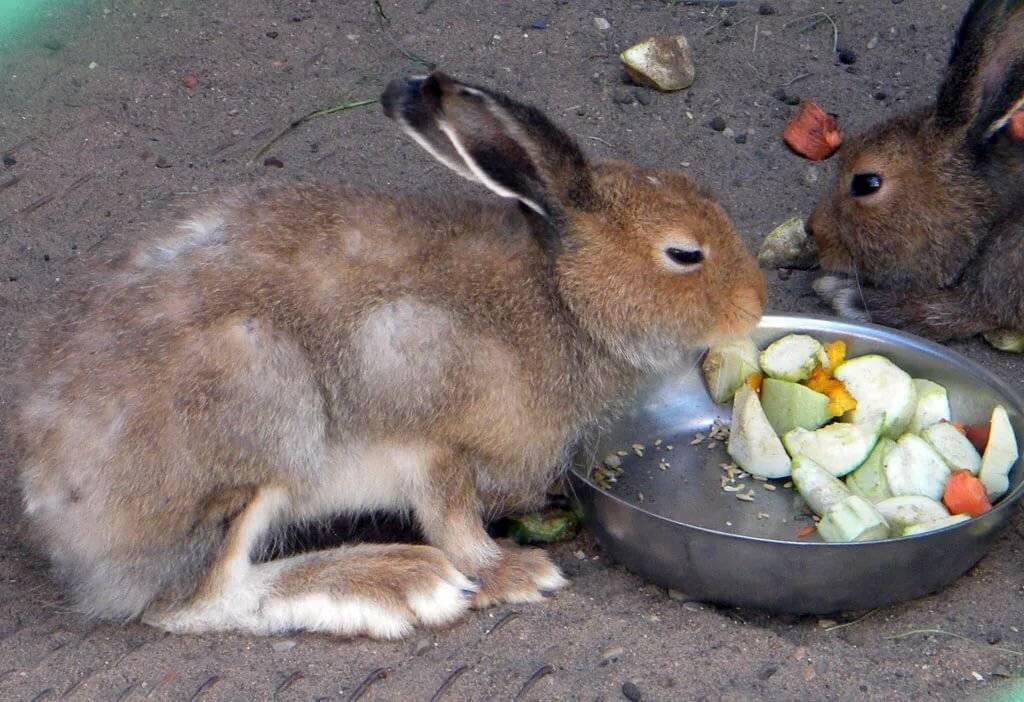 Про зайца